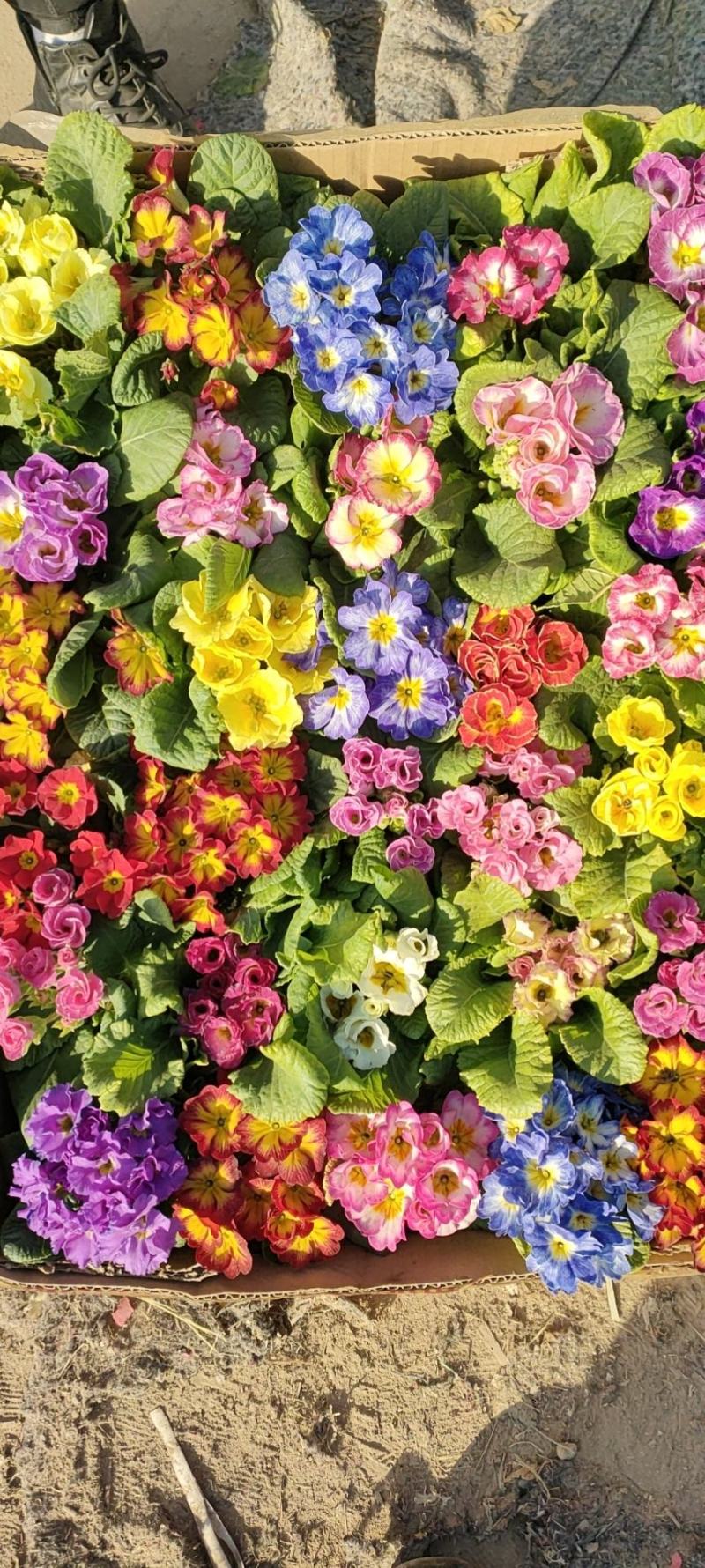瓜叶菊瓜叶菊批发瓜叶菊价格基地直销大量有货