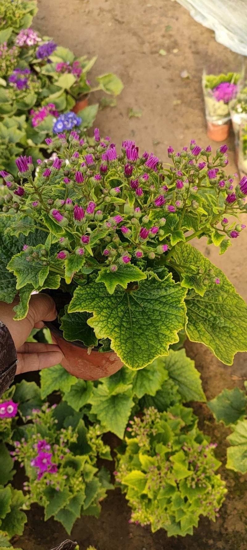 瓜叶菊瓜叶菊批发瓜叶菊价格基地直销大量有货