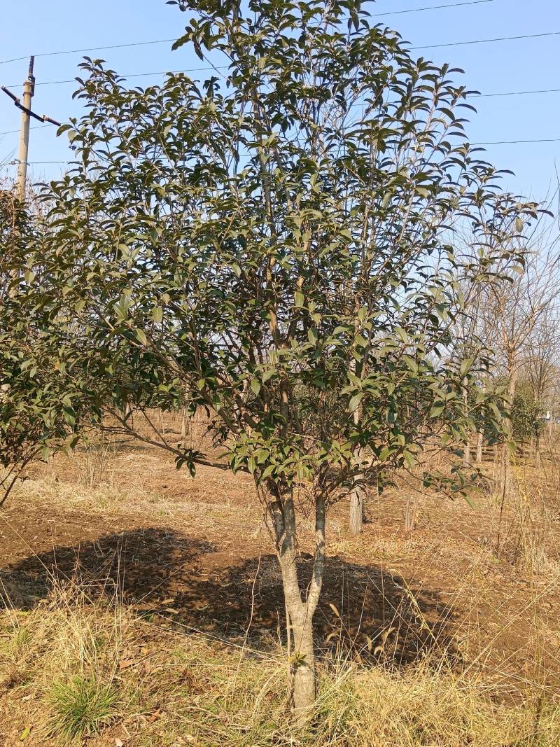 桂花树