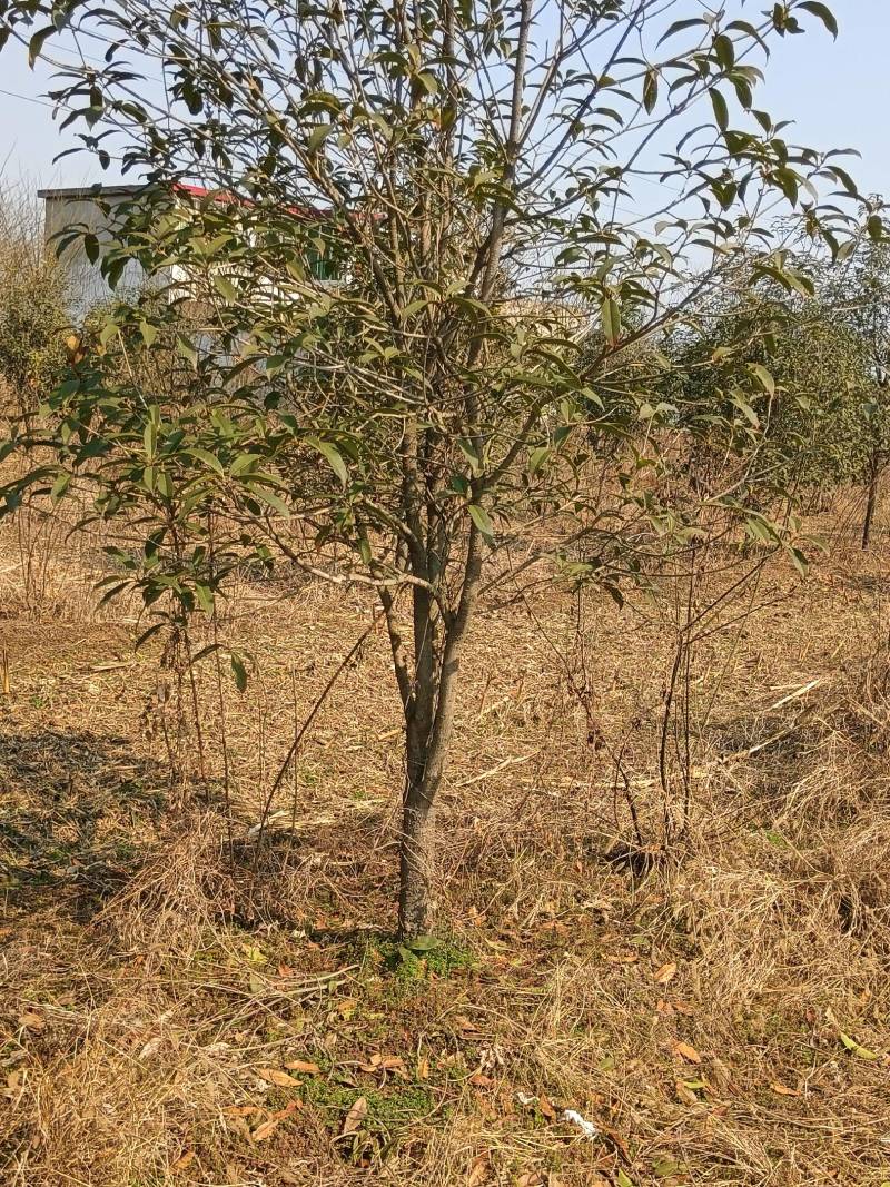 桂花树