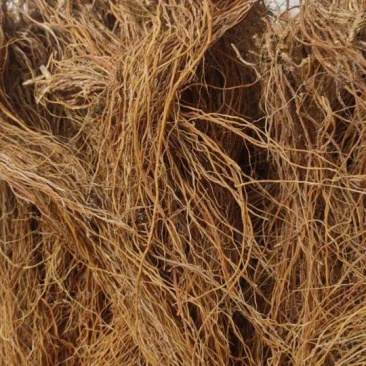 【推荐】云南精品龙胆草基地直供保质保量规格齐全量大从优