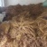 【推荐】云南精品龙胆草基地直供保质保量规格齐全量大从优