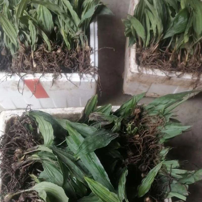 毛慈菇种苗人工种植，野生也有货，茎块大小决定价格，量大