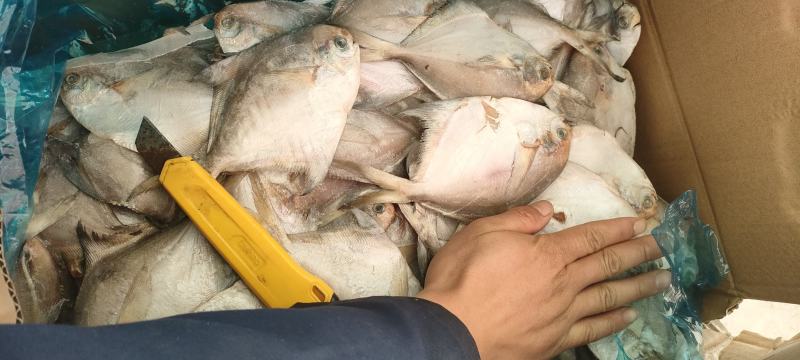 鲳鱼银鲳鱼白鲳鱼平鱼10公斤装板冻今年新鱼