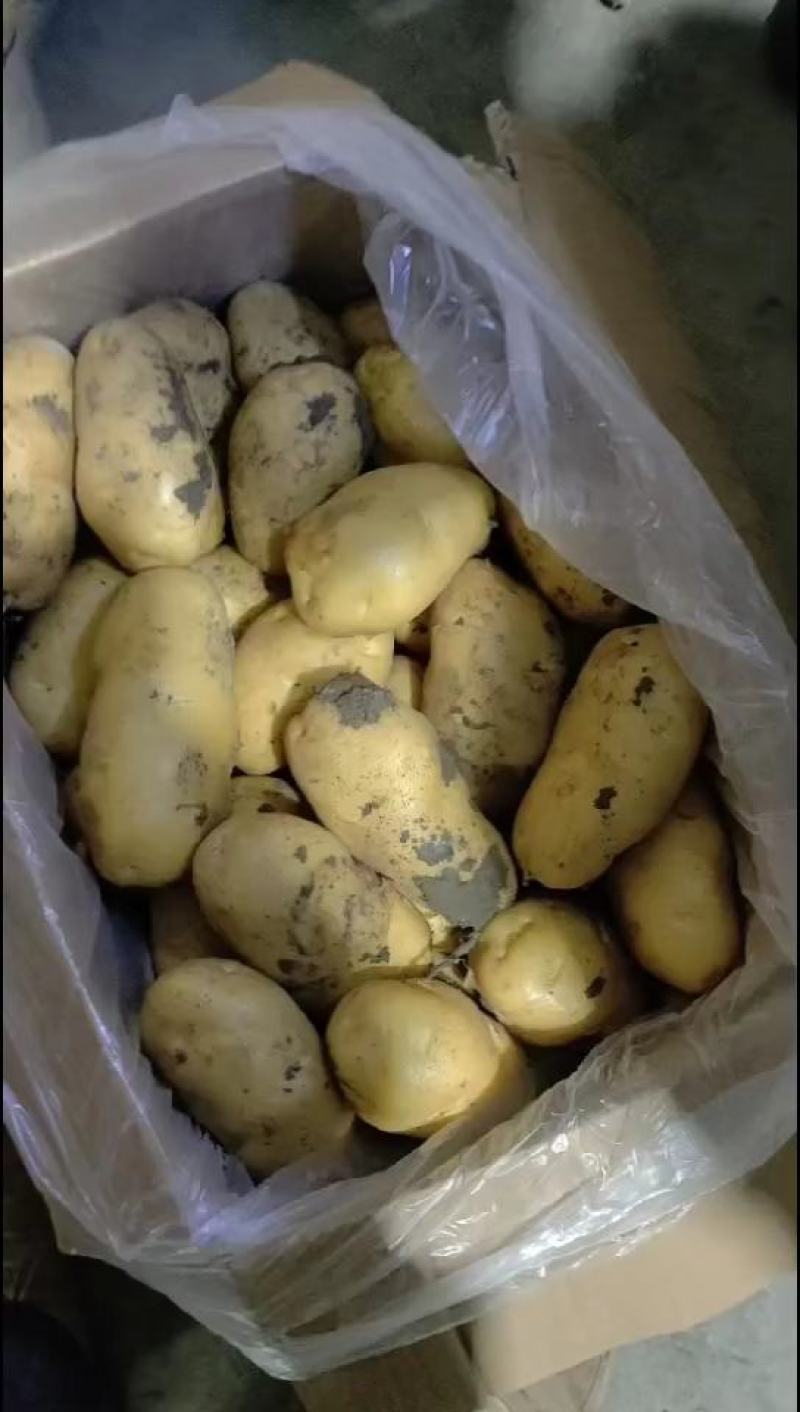 荷兰十五土豆希森土豆坤土豆大棚土豆黄皮黄心土豆产地直发