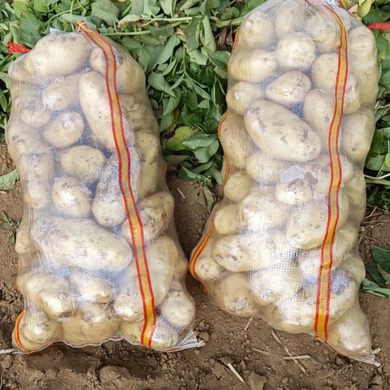 荷兰十五土豆希森土豆坤土豆大棚土豆黄皮黄心土豆产地直发