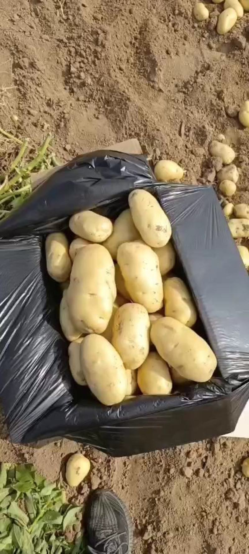 荷兰十五土豆希森土豆坤土豆大棚土豆黄皮黄心土豆产地直发