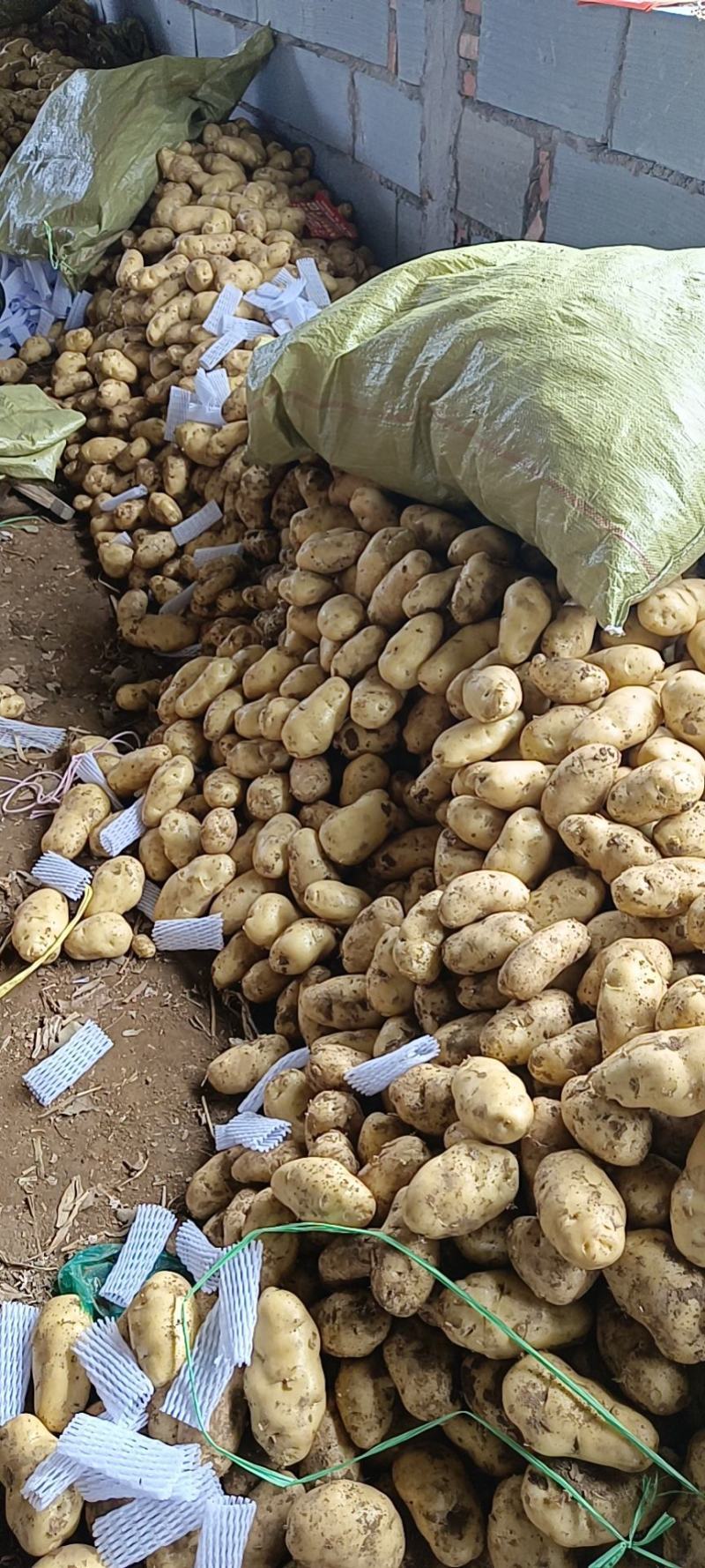 荷兰十五土豆希森土豆坤土豆大棚土豆黄皮黄心土豆产地直发