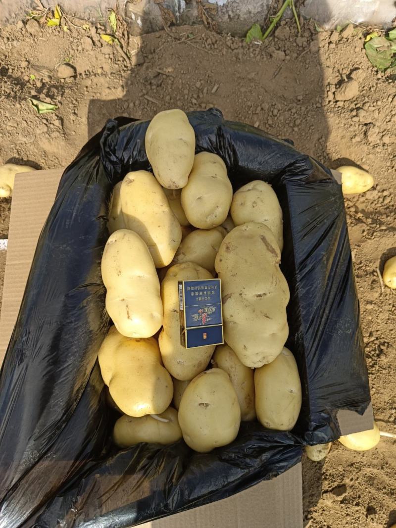 荷兰十五土豆希森土豆坤土豆大棚土豆黄皮黄心土豆产地直发