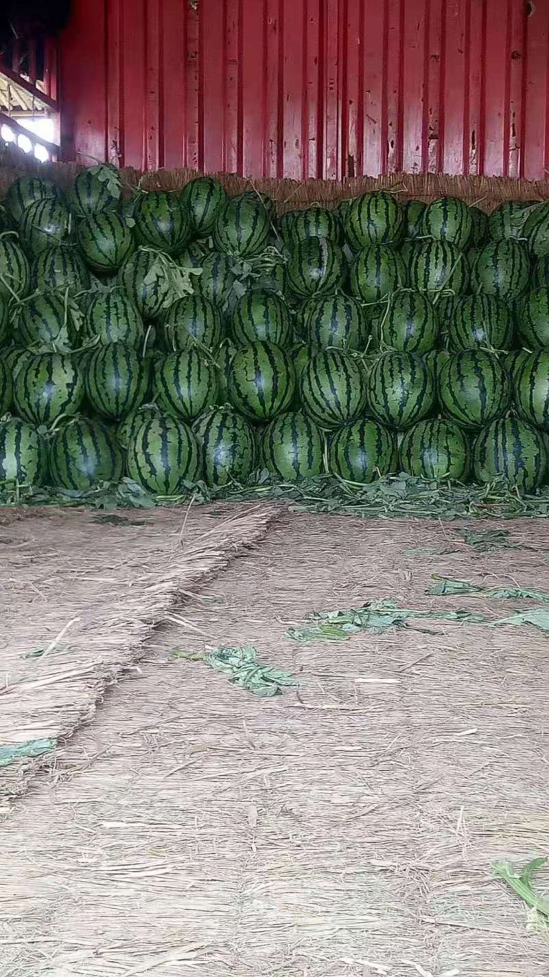 【实力商家】新疆甜王西瓜皮薄多汁瓜型好一手货源基地直发