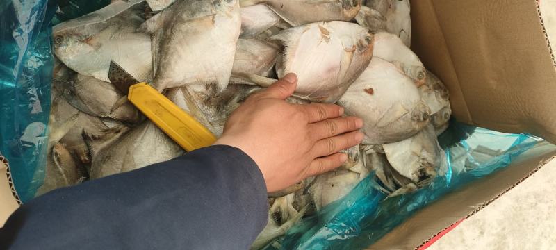 鲳鱼银鲳鱼白鲳鱼平鱼10公斤装板冻今年新鱼