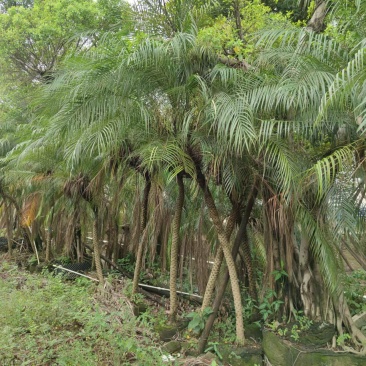 2302基地批发供应美丽针葵1.5-3米高袋苗刺葵盆
