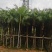 2302基地批发供应美丽针葵1.5-3米高袋苗刺葵盆
