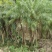 2302基地批发供应美丽针葵1.5-3米高袋苗刺葵盆
