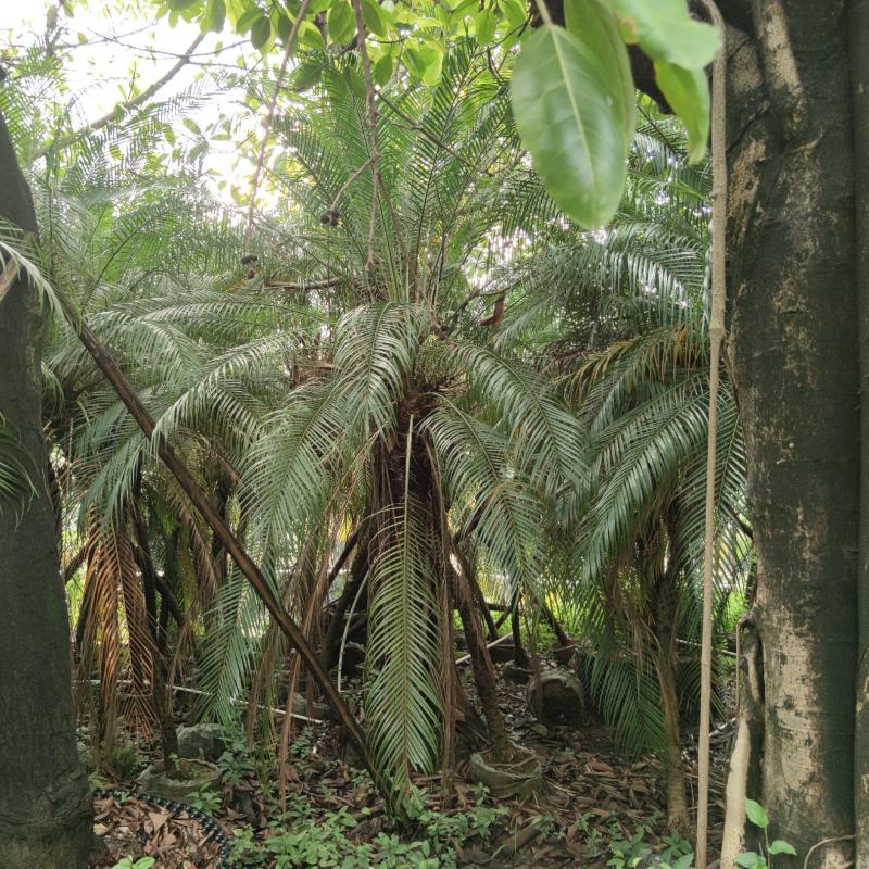 2302基地批发供应美丽针葵1.5-3米高袋苗刺葵盆
