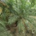 2302基地批发供应美丽针葵1.5-3米高袋苗刺葵盆