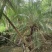 2302基地批发供应美丽针葵1.5-3米高袋苗刺葵盆