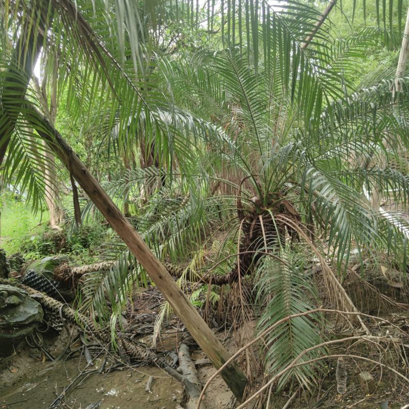 2302基地批发供应美丽针葵1.5-3米高袋苗刺葵盆