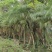 2302基地批发供应美丽针葵1.5-3米高袋苗刺葵盆