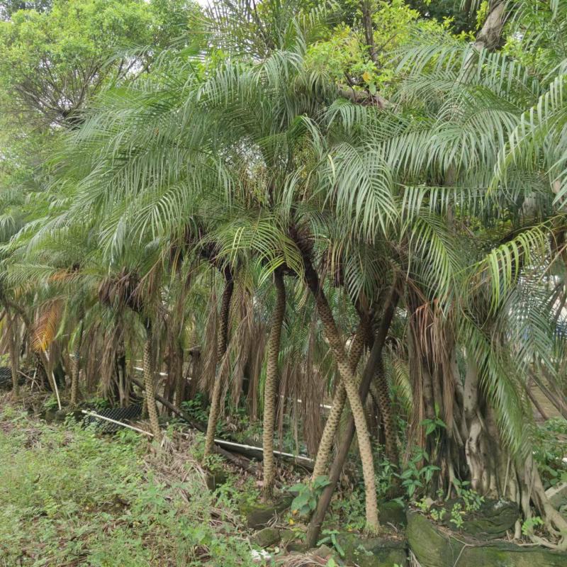 2302基地批发供应美丽针葵1.5-3米高袋苗刺葵盆