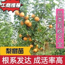 精品梨树苗品类规格齐全根系发达成活率高欢迎选购
