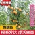 精品梨树苗品类规格齐全根系发达成活率高欢迎选购
