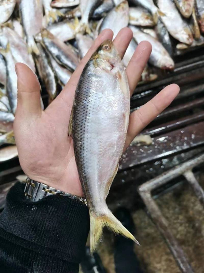 鲫鱼海鲫鱼雌鱼箱装20斤装今年新鱼
