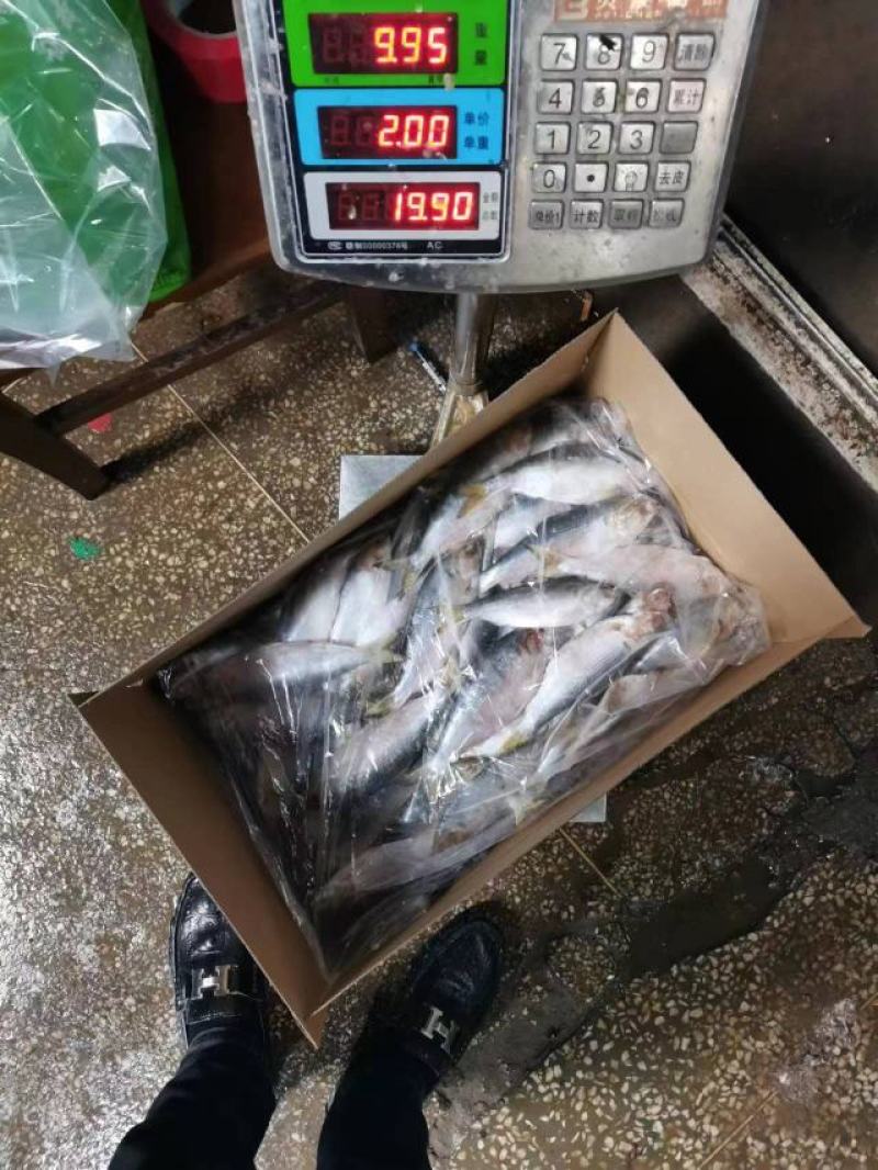 鲫鱼海鲫鱼雌鱼箱装20斤装今年新鱼