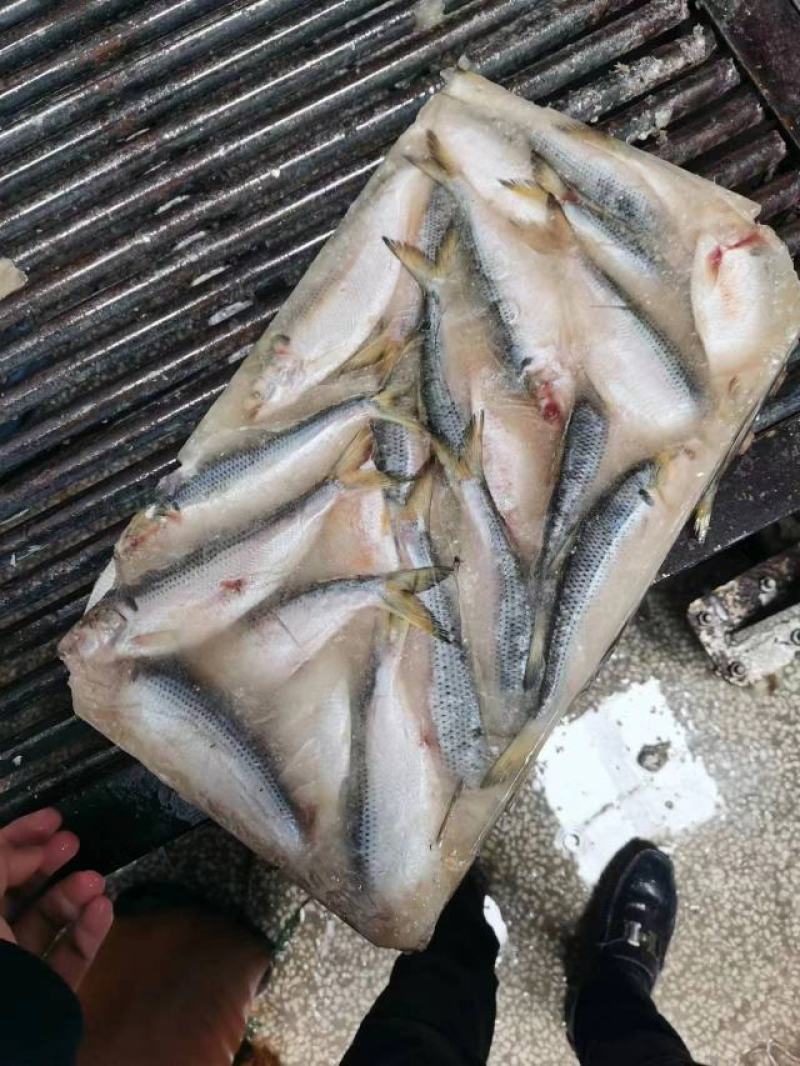 鲫鱼海鲫鱼雌鱼箱装20斤装今年新鱼