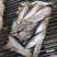 鲫鱼海鲫鱼雌鱼箱装20斤装今年新鱼