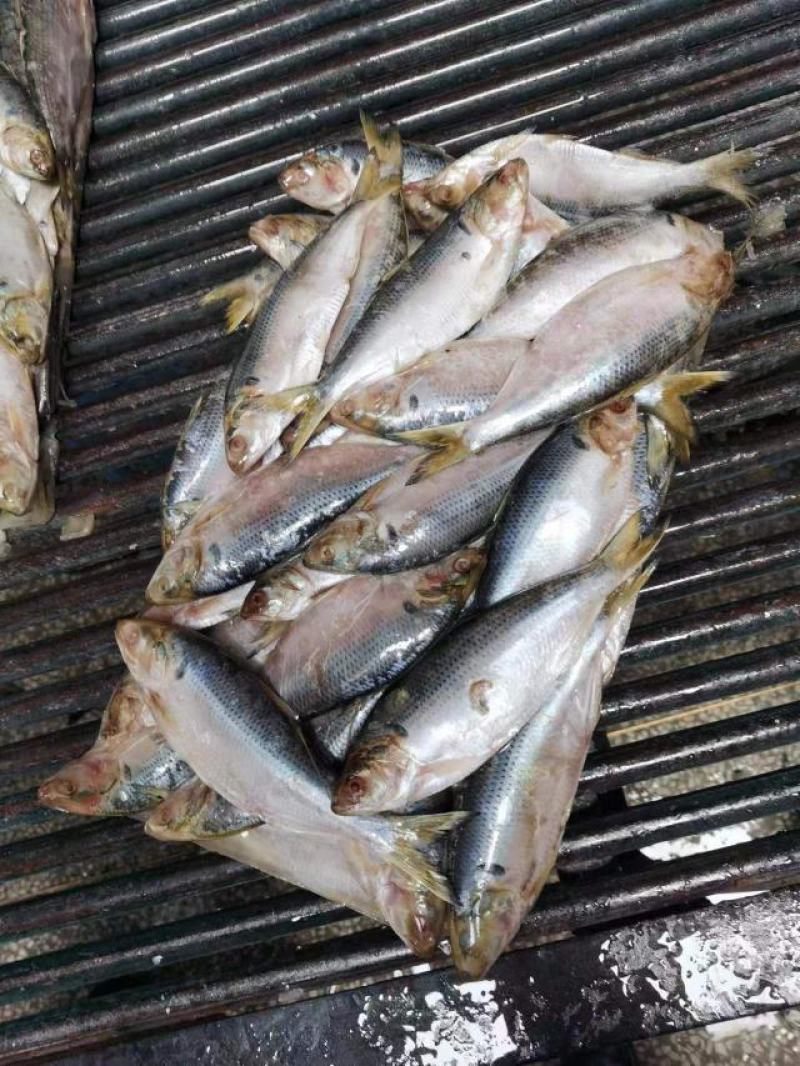 鲫鱼海鲫鱼雌鱼箱装20斤装今年新鱼