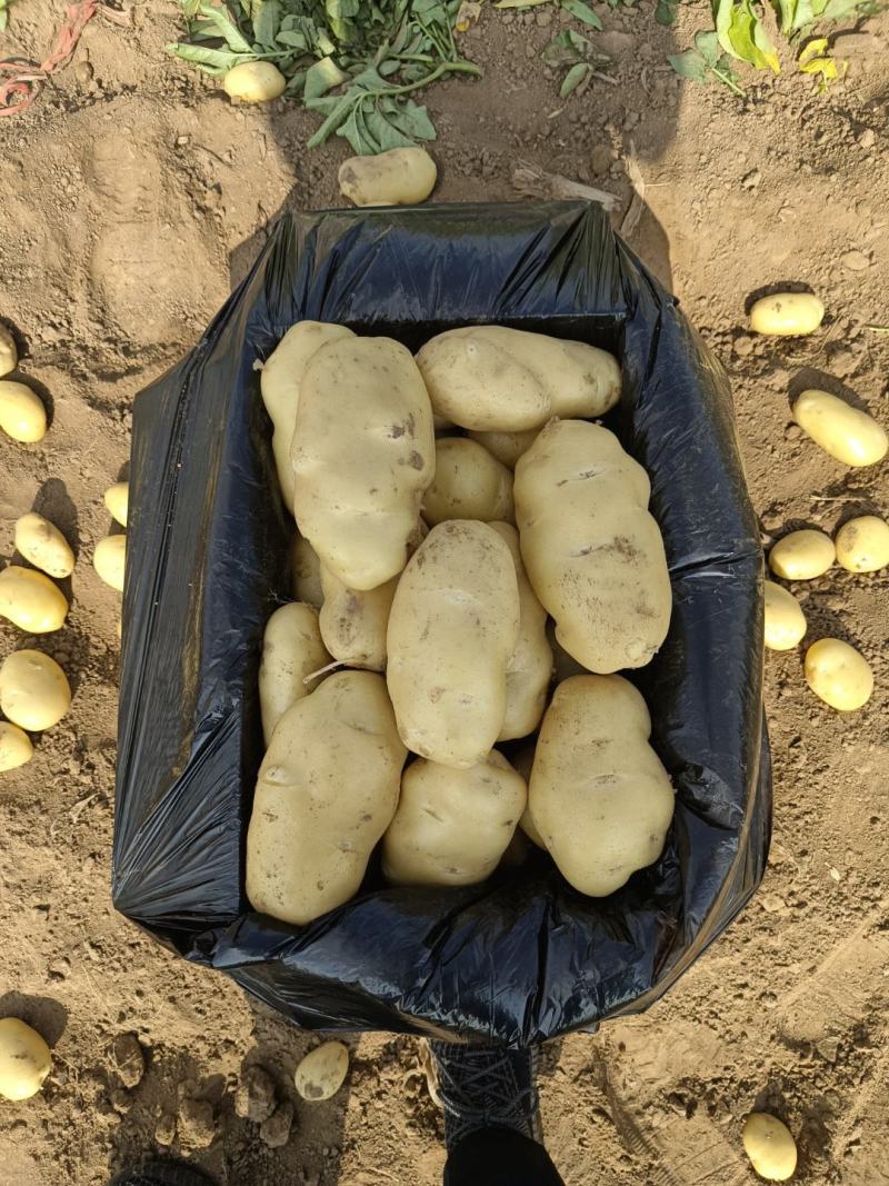 荷兰十五土豆希森六号坤元土豆马铃薯产地直发一件代发加工