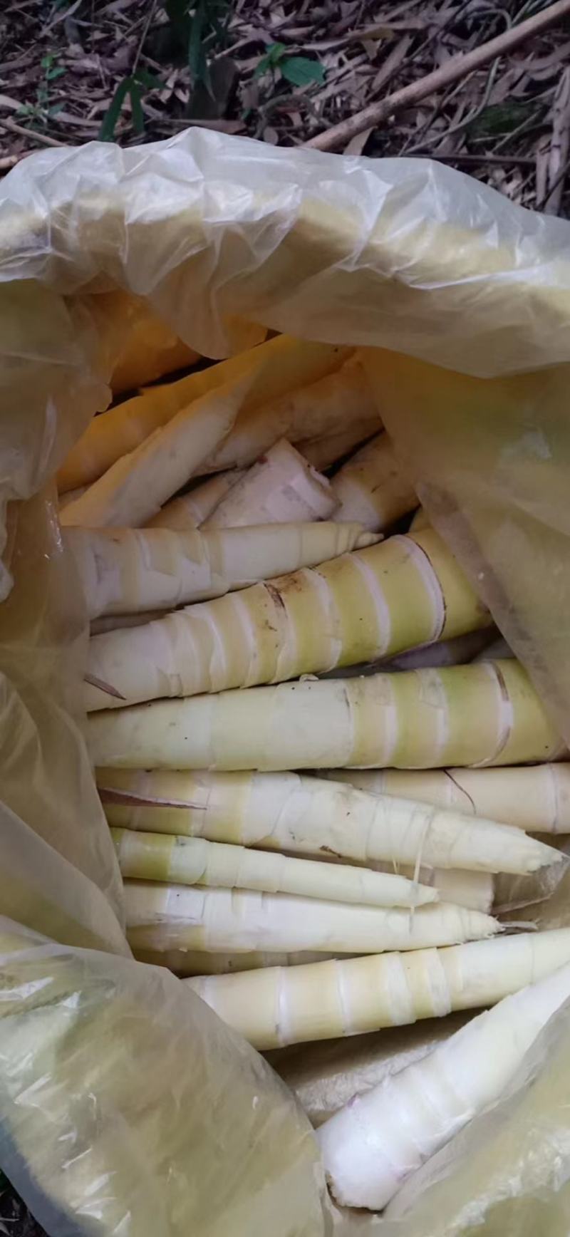 一年一度的春笋又来咯！纯野生的绿色元公害竹笋！