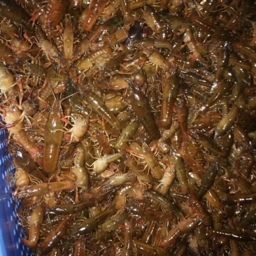 潜江小龙虾