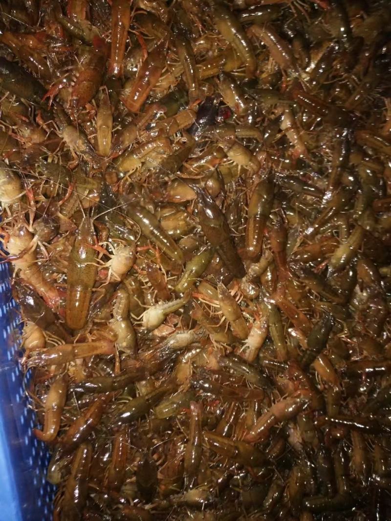 潜江小龙虾