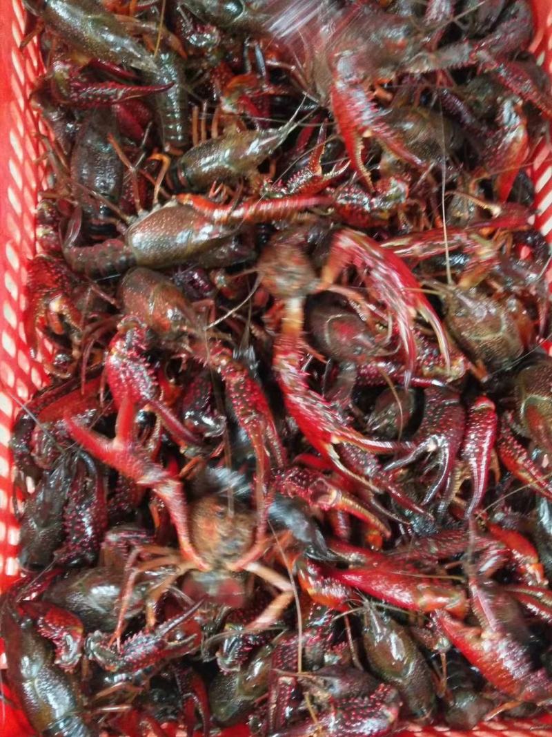 潜江小龙虾