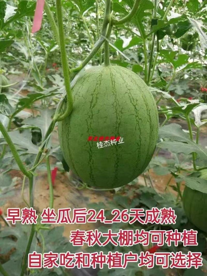豫艺瓜之宝九号礼品西瓜种子皮薄单株座果3个感口好果肉黄