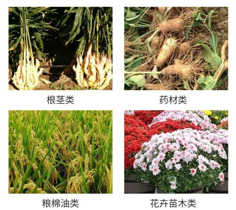 螯合锌肥预防小叶黄叶白化苗僵苗流体锌叶面肥钝化病毒