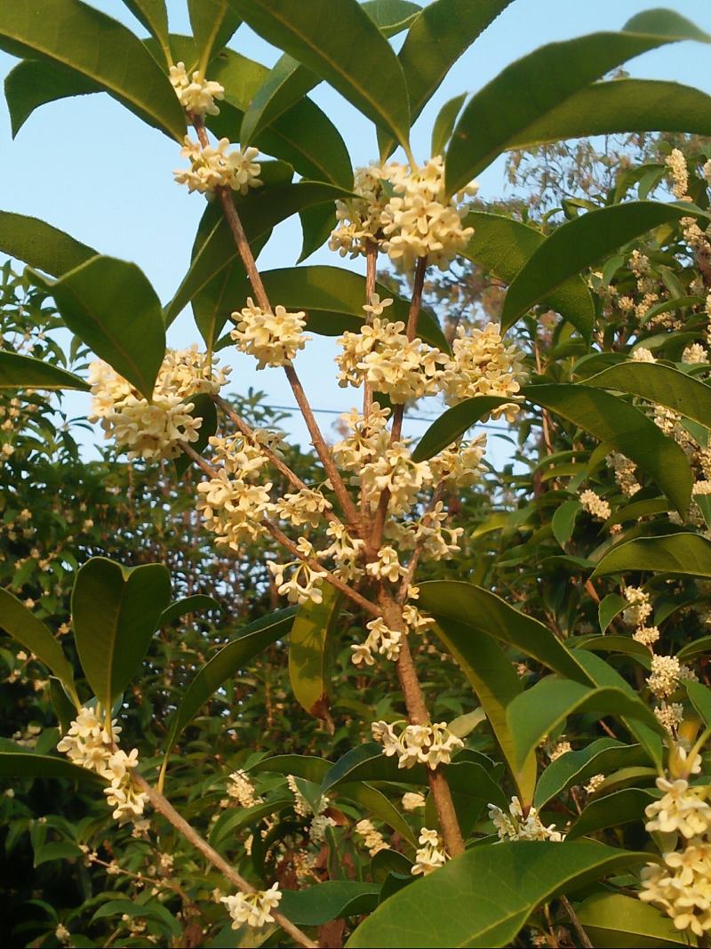 桂花树主干单杆主干高1.5米以上桂花树