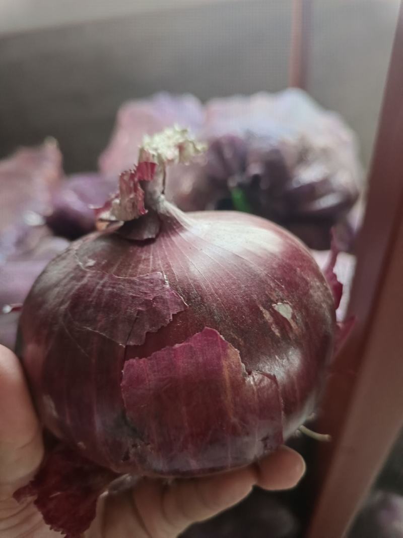 红皮洋葱紫皮洋葱一件代发产地直供可加工小包装全国发货