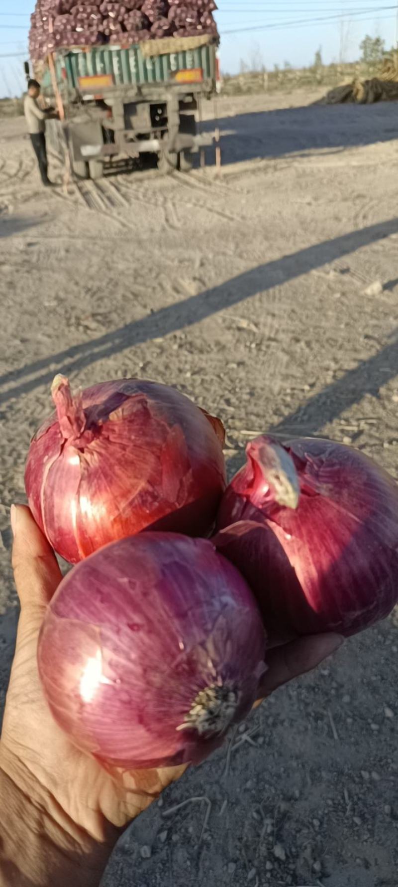 红皮洋葱紫皮洋葱一件代发产地直供可加工小包装全国发货