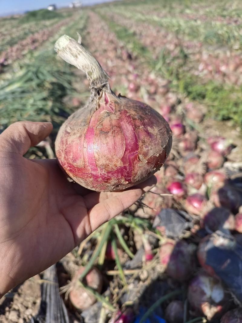 红皮洋葱紫皮洋葱一件代发产地直供可加工小包装全国发货