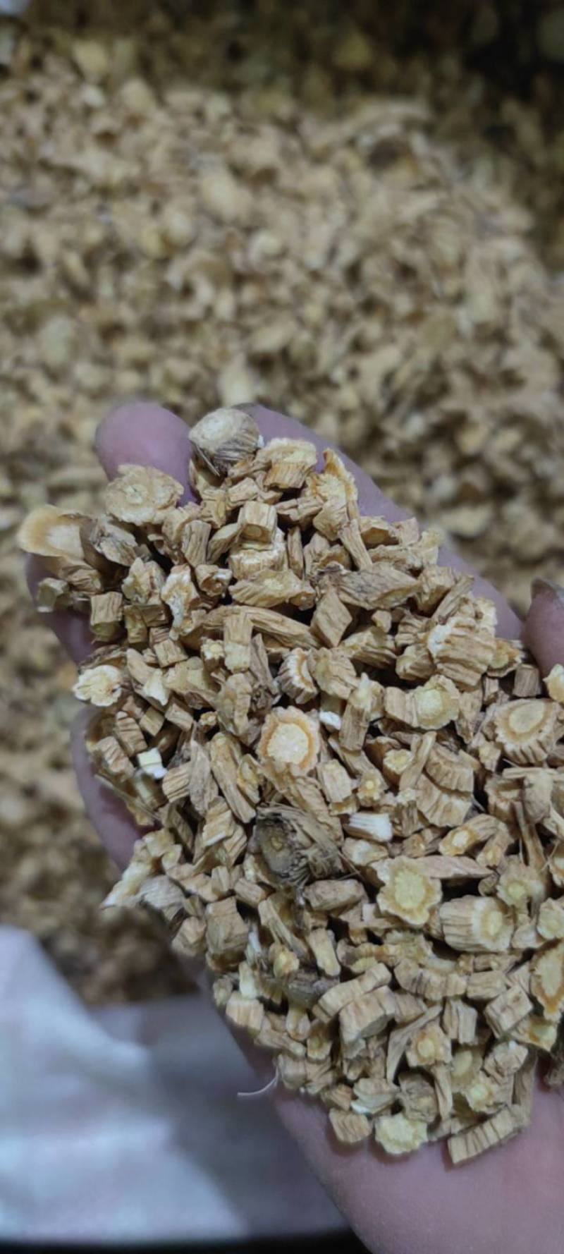 防风籽播防风各种规格纯干新货无硫批发各种中药材