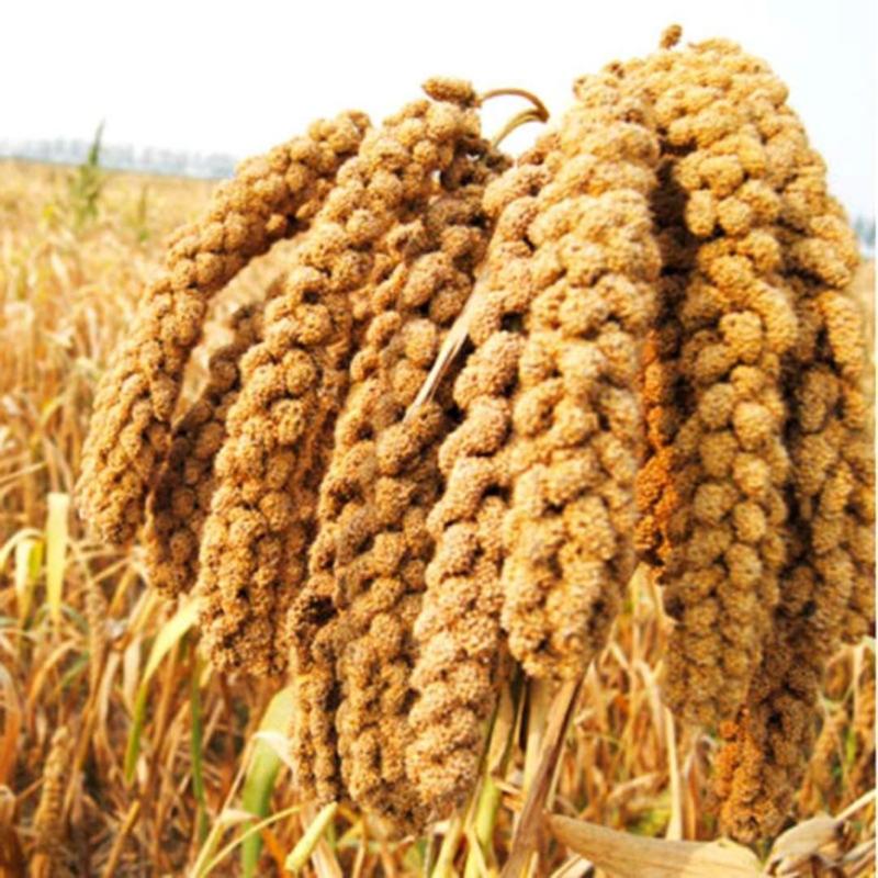 十里香稻谷种子大量有货，产量高，价格实惠，欢迎选购