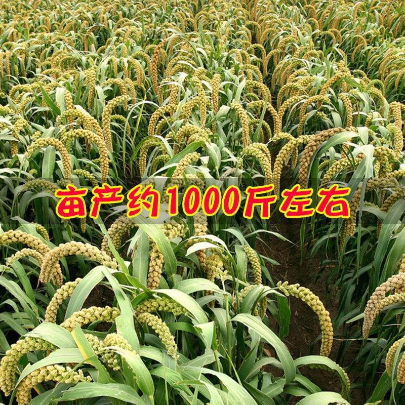 十里香稻谷种子大量有货，产量高，价格实惠，欢迎选购