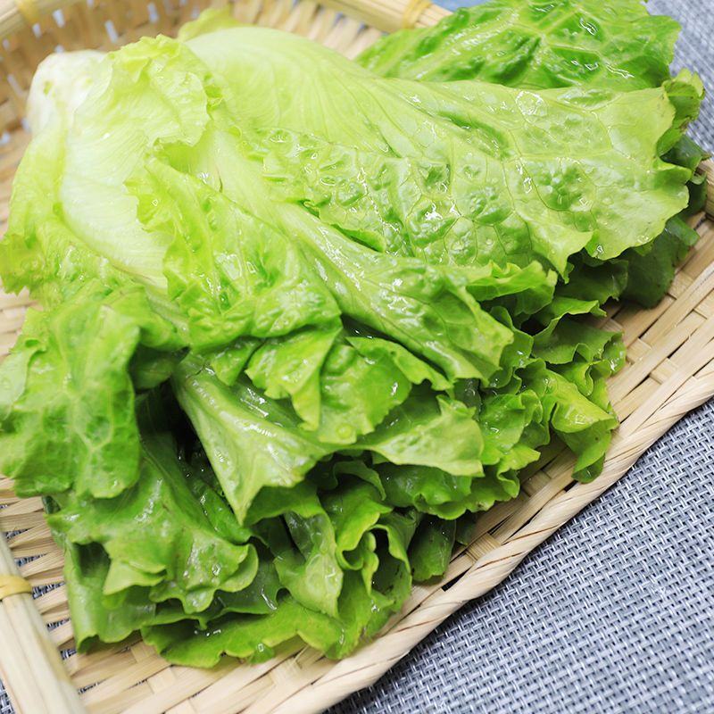 【甄选】精品生菜意大利生菜一手货源视频看货保质保量