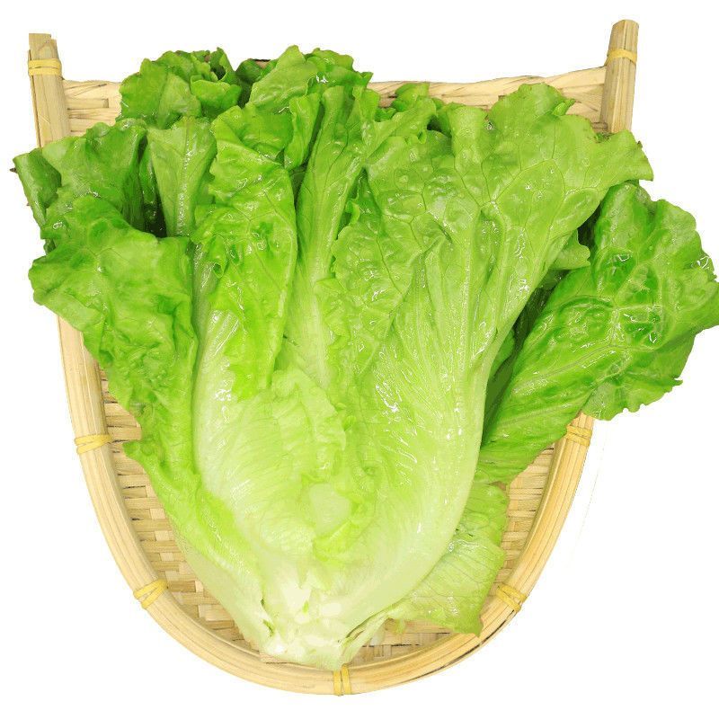 【甄选】精品生菜意大利生菜一手货源视频看货保质保量