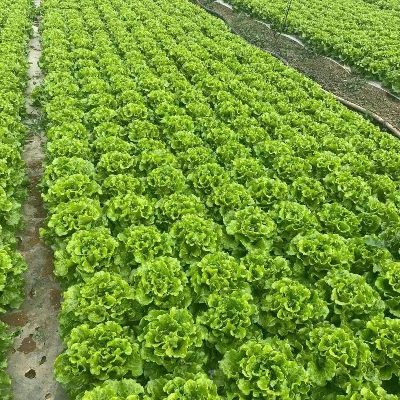 【甄选】精品生菜意大利生菜一手货源视频看货保质保量