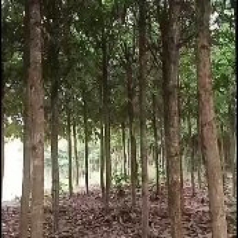 金丝楠木