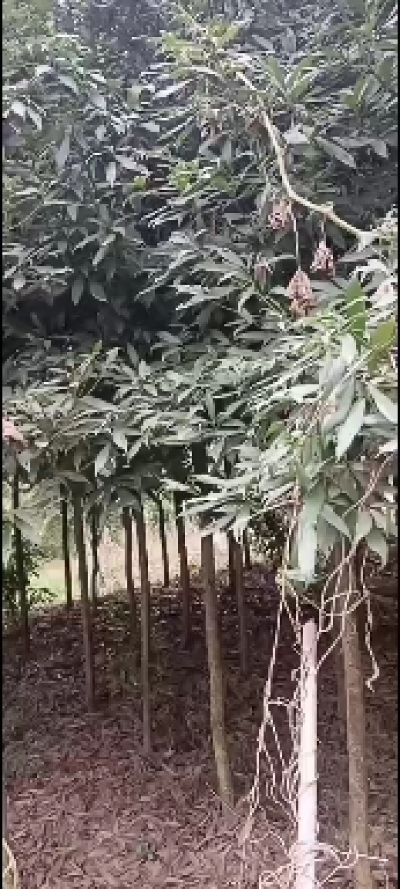 金丝楠木